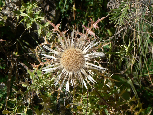 A variation on a Sunflower